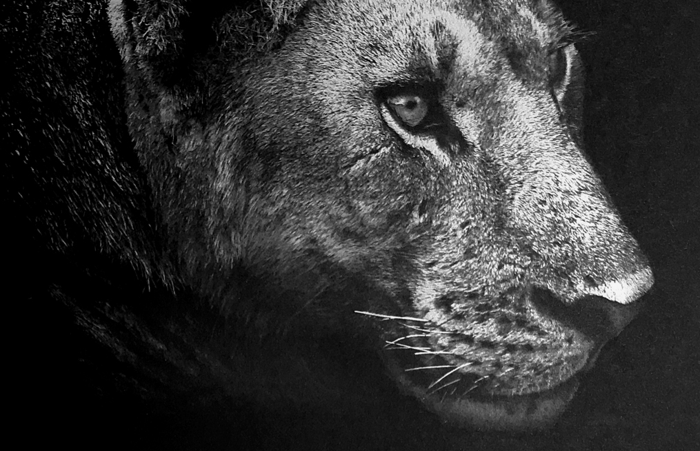 Hvitt-trykk-løve-bilde-2